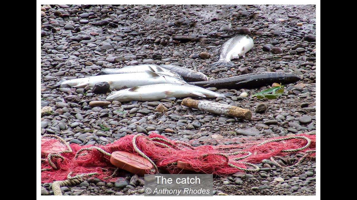 The catch_Anthony Rhodes